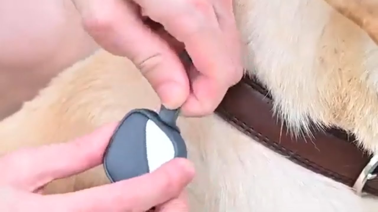 petfon pet gps tracker