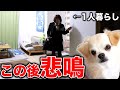 仕事から帰宅したら･･･居るはずのない子犬が居るドッキリw w w【チワワのシナモン】