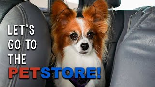 Taking my Dog to the Pet Store // Percy the Papillon Dog