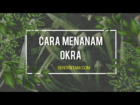 Video: Bagaimana cara menanam abelmoschus esculentus?