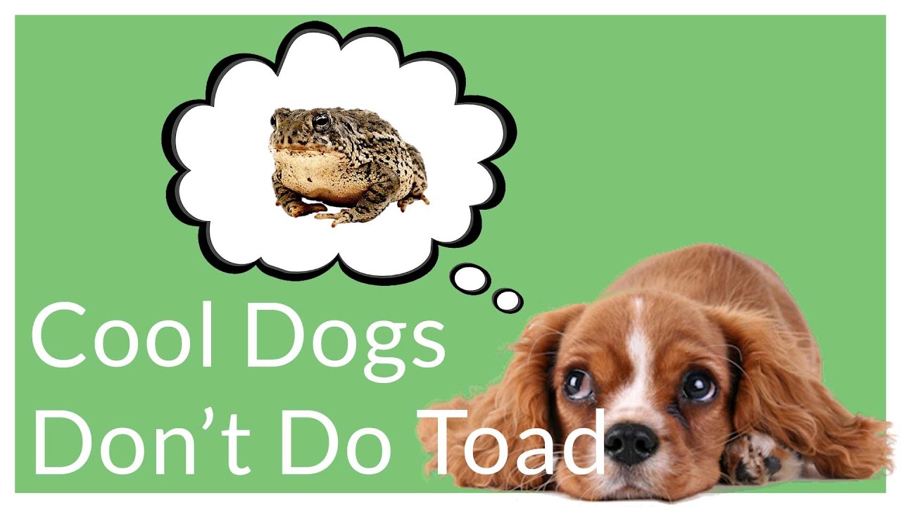 Toad Toxicity. What Can I Do When My Dog Licks A Toad? YouTube