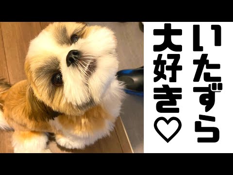 【シーズー子犬 あいす】いたずらしちゃうぞ！Shihtzu puppy ice likes playing a prank
