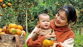 Pick Oranges to sell at the Market - Garden - Cook pork Soup for Dinner with your Children