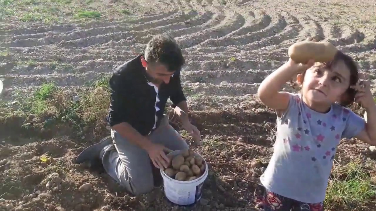 Patates çıkarıyoz