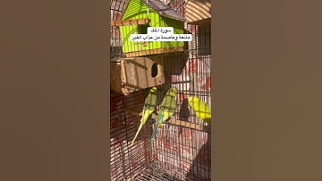 #سورة_الملك #قرآن #فضل السورة في مربع التعليقات #طيور #البادجي #العراق #quran #birds #budgies #usa