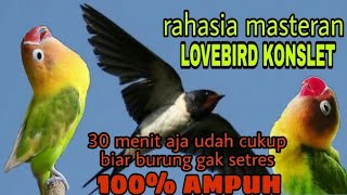 SUARA WALET!!! MASTERAN LOVEBIRD KONSLET