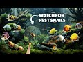 Best Snails for the Beginner Aquarium Fish Tank!  The Good, The Bad, and The Pests! Mp3 Song
