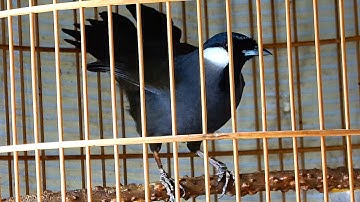 Khướu bạc má Hót Múa buổi sáng cực sung kích khướu nhà bạn căng lửa múa hót theo/Khướu bạc má