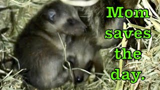 Baby raccoons in the hay barn