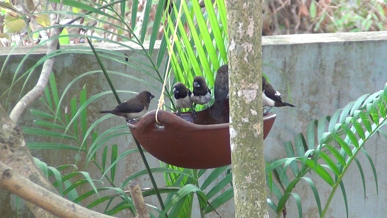 Birds feeding and bathing in My garden
