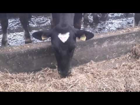 Video: O Vacă Mutilată A Fost Găsită La O Fermă Din Colorado - - Vedere Alternativă