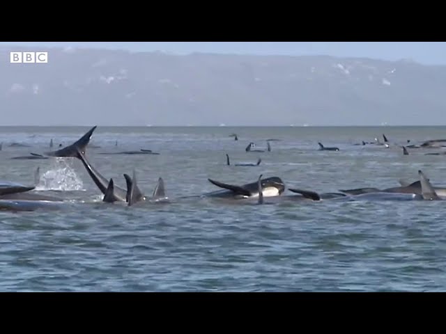 クジラ救助、時間との闘い 豪タスマニアで270頭打ち上げ - YouTube