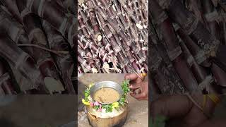 பொங்கல் விழா 2024|PKN Arts & Science College| thirumangalamalphatv