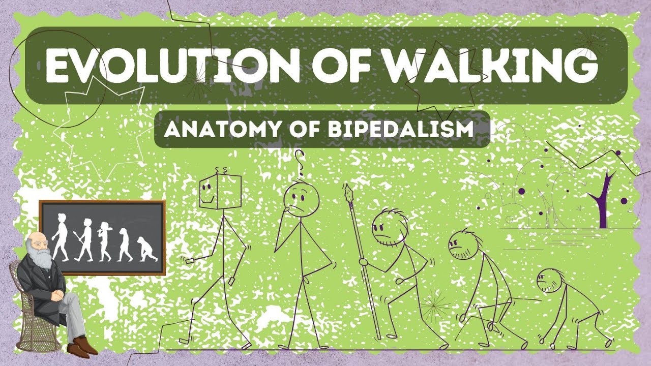 Evolution of Upright Walking YouTube