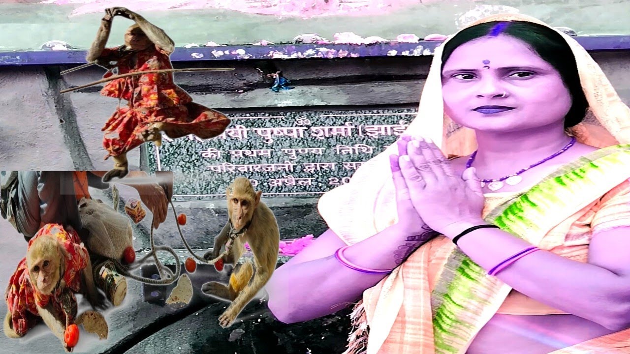 देखिए दोस्तों 🫡 कैसे डंडे के सारे से बंदरिया को 🤔नचा रहा है||banderia ka notch