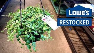Found My Wishlist Plant At Lowe S String Of Turtles Bop Variegated African Violet More Youtube