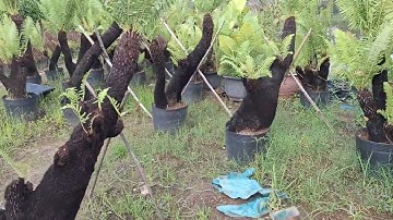 Bán cây dương xỉ cổ đại dáng huyền gốc to đẹp 0977973535