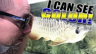 : Seeing color for the first time - AQUARIUM EDITION!!