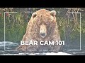 Bear Cam 101 | More to Explore