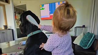 Nobody Could Handle This 150lb Great Dane—Then a Little Girl Changed Everything