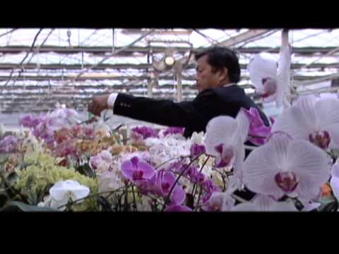 Video: Pag-iilaw Ng Orchid: Kung Paano Ayusin Ang Pag-iilaw Ng Windowsill Para Sa Mga Orchid Sa Bahay? Anong Uri Ng Ilawan Ang Kailangan Mo?