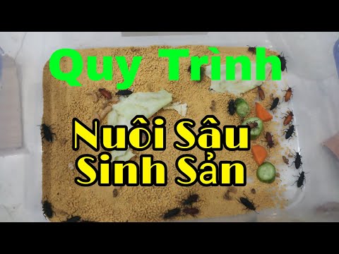 Video Cách nuôi Sâu Superworm, Sâu Rồng- Quy trình ép sâu... - youtube