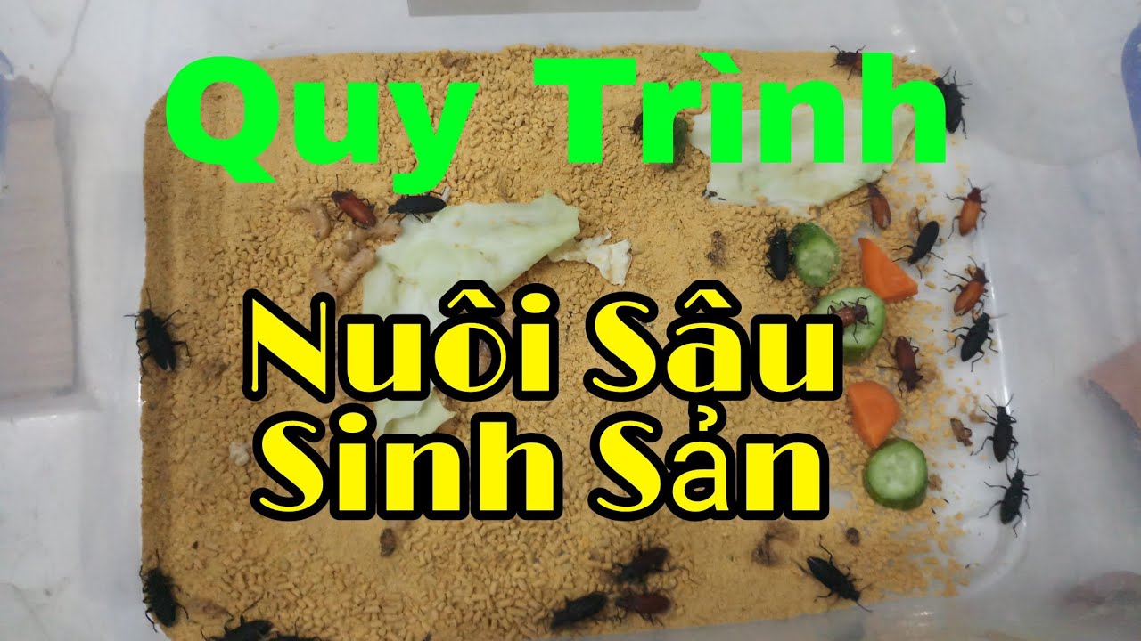 Cách nuôi Sâu Superworm, Sâu Rồng- Quy trình ép sâu thành bọ để sinh ...