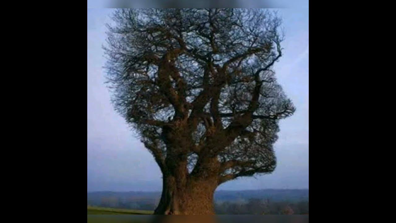 Резьба по стволу дерева. Резьба на стволе дерева. Моаби дерево. Мудрое дерево. Лысый дуб.