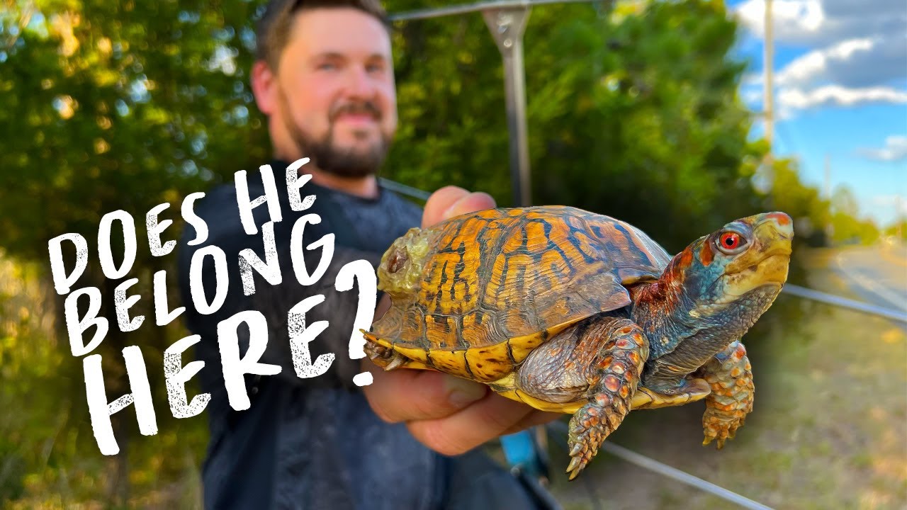 REPTILES OF THE SALT MARSH! (Blue Turtles + more) YouTube