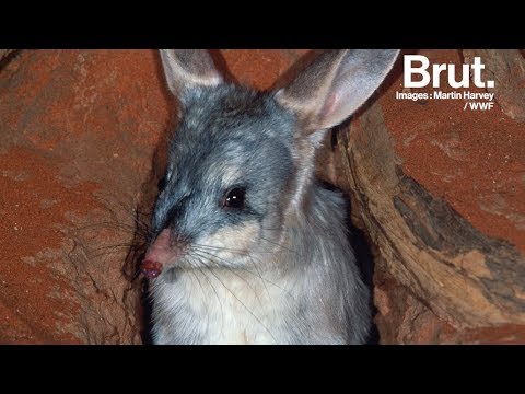 Vidéo: Pourquoi les bilbies sont-ils en danger ?