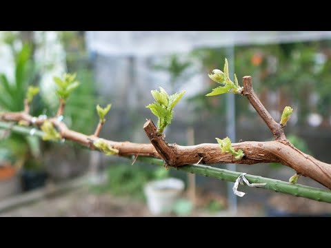 Pruning Atau Potes Pucuk | Membuahkan Anggur Untuk Pemula