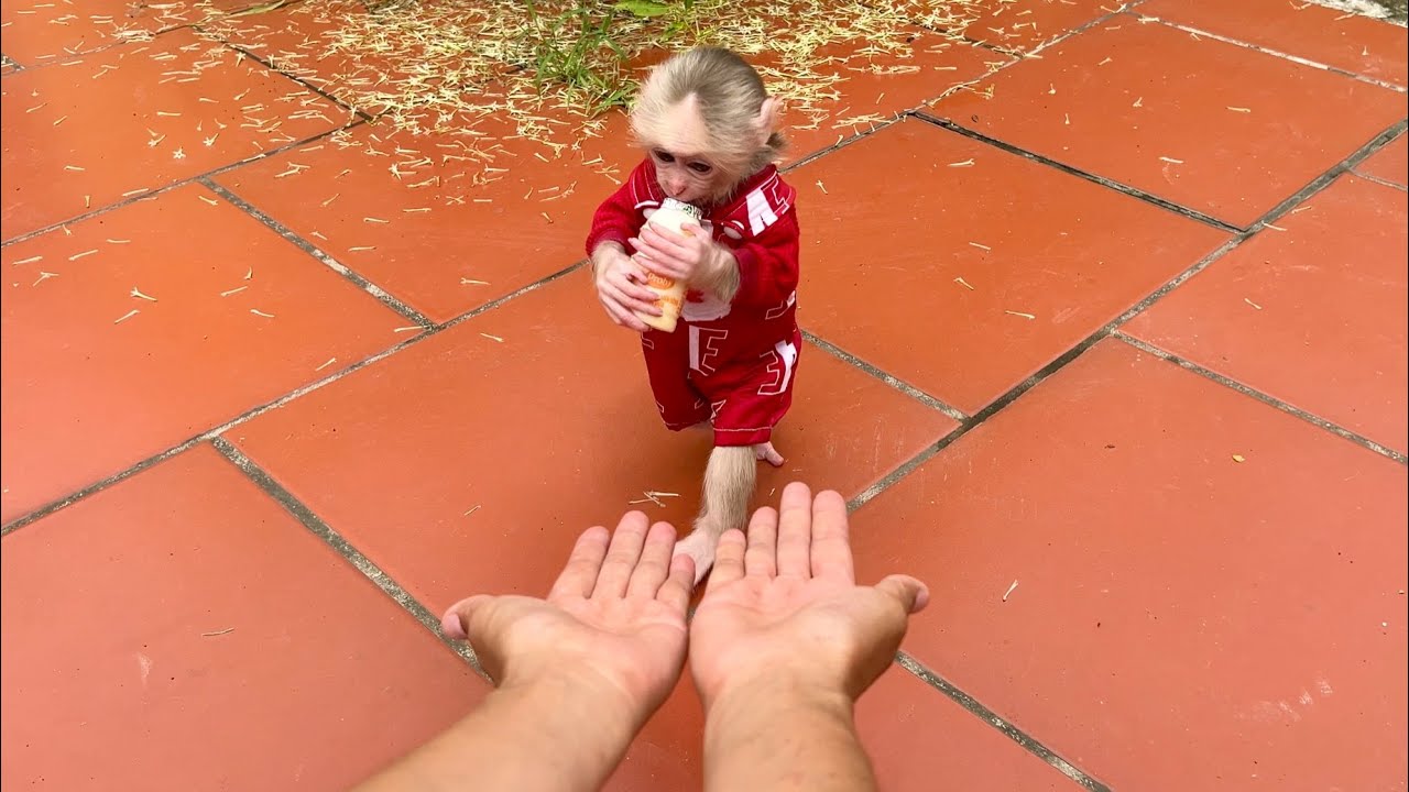 monkey abi brought water for her mother because she saw her mother working very tired
