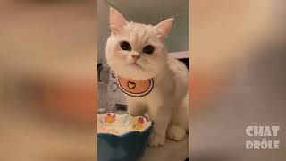 Try Not To Laugh Video Of Cat To Die Of Laughter