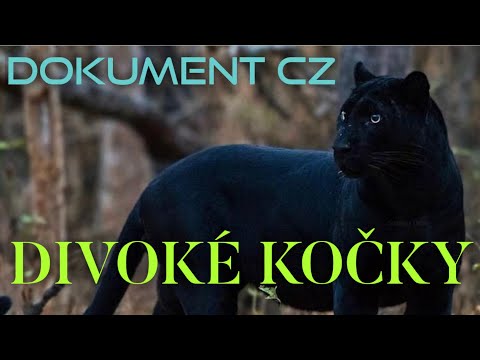 Video: Úžasné kočky: černí lvi