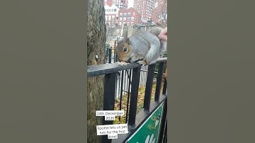 Spottie the squirrel let us pet him for the first time, 24/12/2020