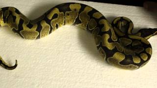 Ball Python Unboxing - Yellow Belly Special and Enchi Net Worth