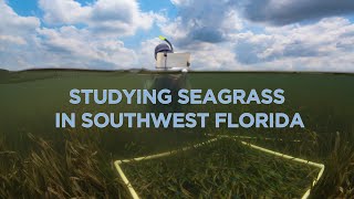 Freshwater Flows Impacting Seagrass in Southwest Florida by SCCFSanibelCaptiva 45 views 1 year ago 3 minutes, 31 seconds