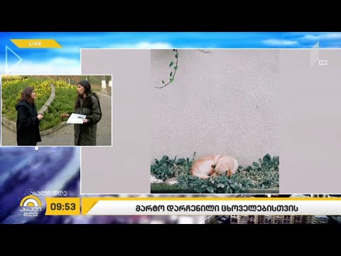 მარტო დარჩენილი ცხოველებისთვის