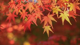 八代亜紀 わかって下さい Youtube 八代亜紀 わかって下さい Youtube