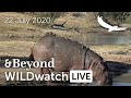 WILDwatch Live | 22 July, 2020 | Afternoon Safari | South Africa