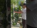 Hydroponics Technique #shorts #facts #knowledge #farming #science