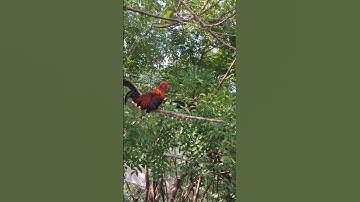 gà rừng mã đỏ cực xong.qaib qus khav tiag tiag