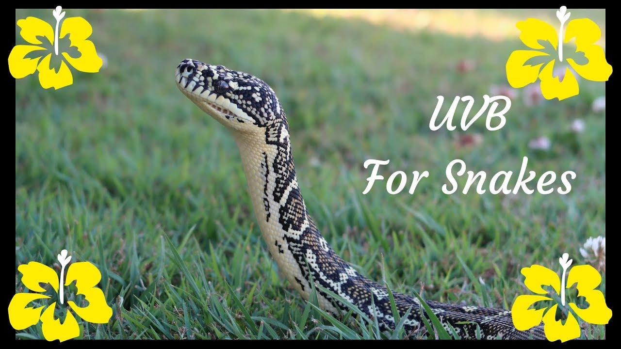 pet snakes and dogs UVB For Your Snakes Yes Or No