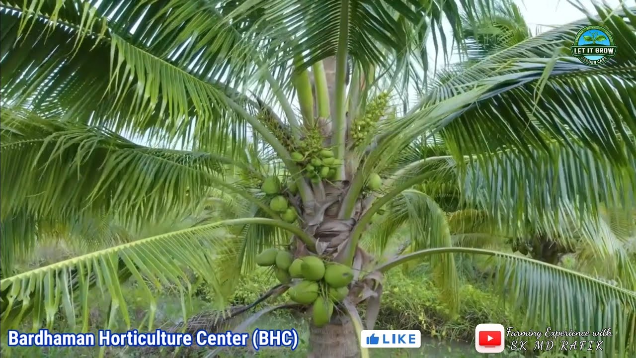 EP - 04 | Coconut Farming By SK MD RAFIK | Grow Vietnam Coconut Tree first harvest in 3 years