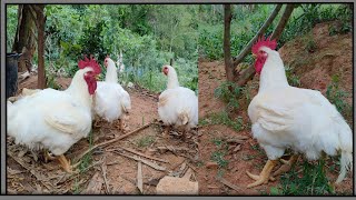Frango De Granja No Sistema Caipira Para Reprodução