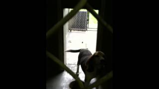 Paulding County Ohio dog shelter