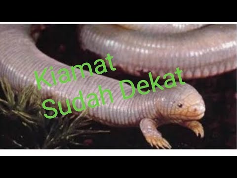 Gambaran Sebenar Dabbah Binatang Akhir Zaman