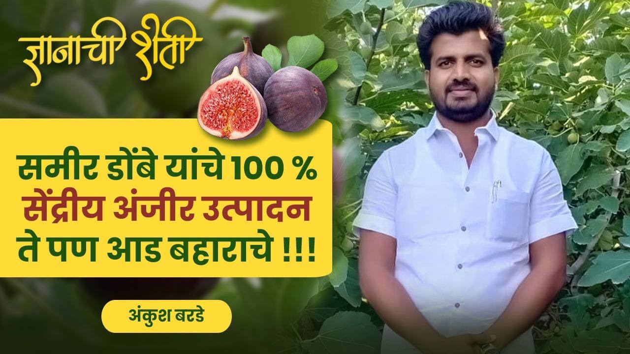 अंजीर उत्पादन तंत्रज्ञान !!! यशस्वी,शाश्वत व सेंद्रिय #residuefree # sustainable # dnyanachisheti