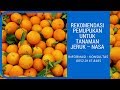 Rekomendasi Pemupukan untuk Tanaman Jeruk – Natural Nusantara