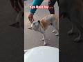 Na Ghar, Na Naam… Phir Bhi Dil Ka Raja 🐕❤️ #Shorts